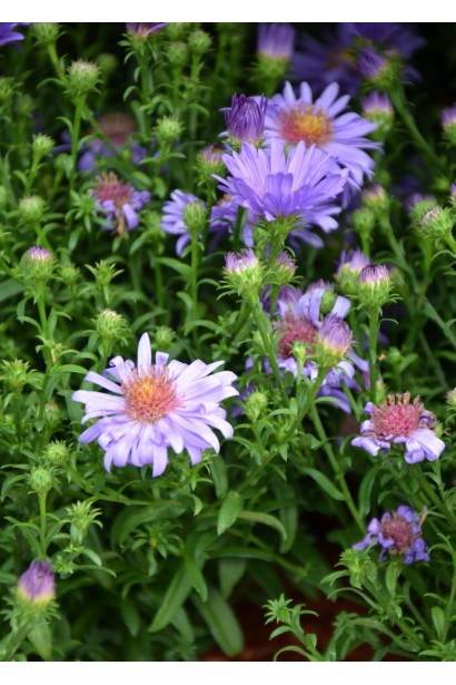 Астра кустовая Эрли Блю соцветия